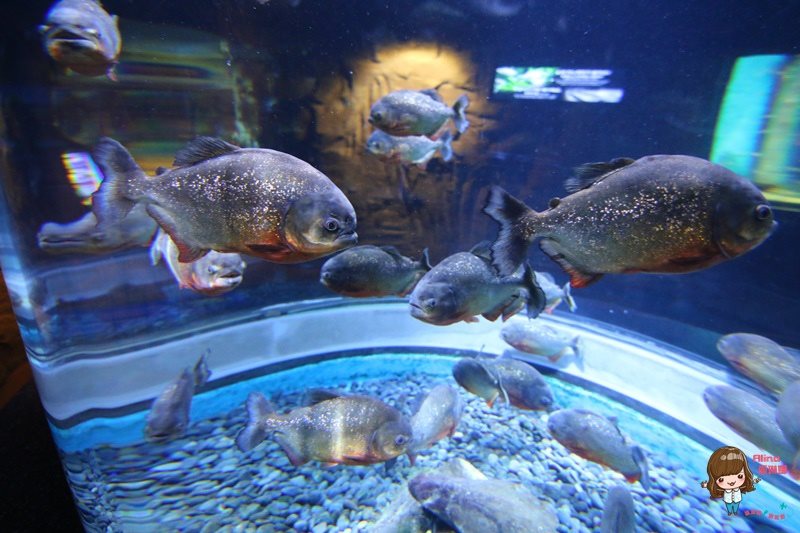 COEX水族館