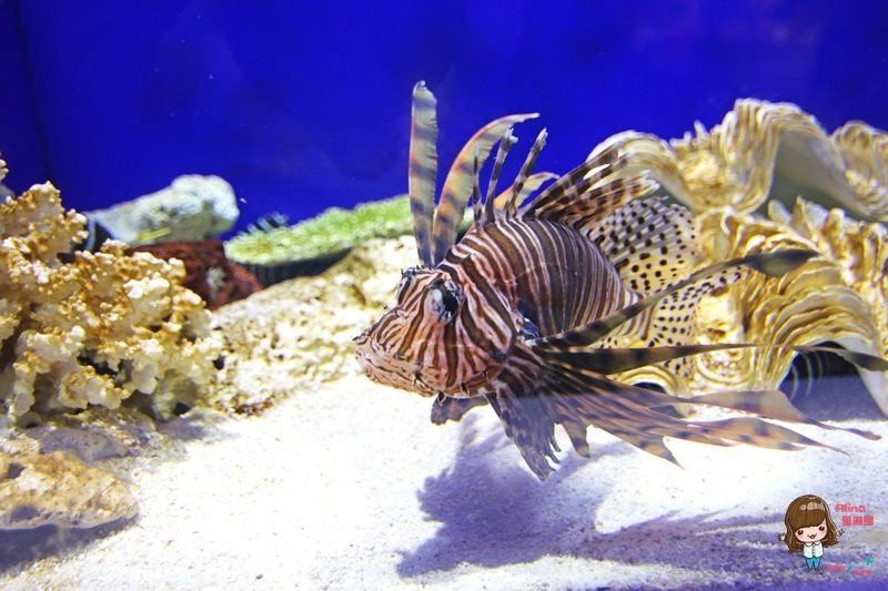COEX水族館