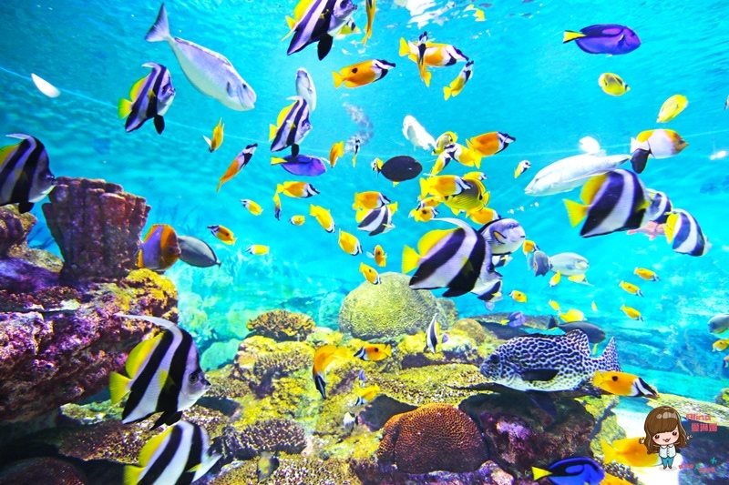 COEX水族館