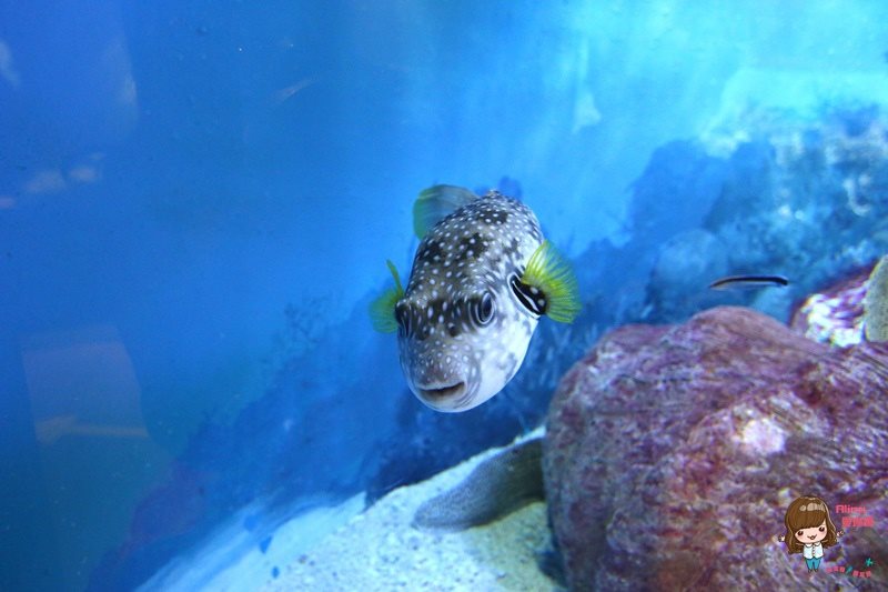 COEX水族館