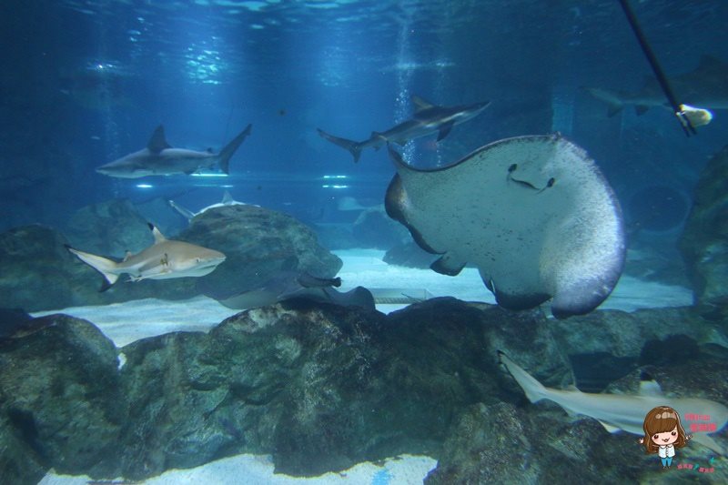 COEX水族館