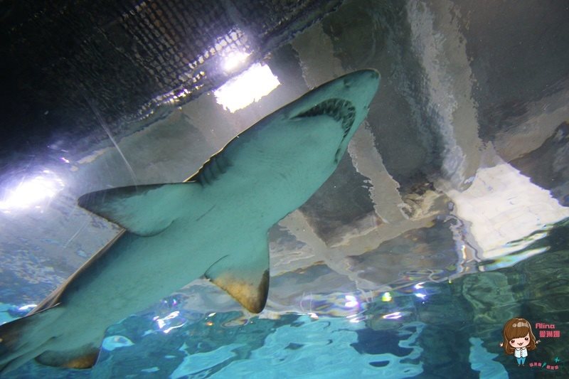 COEX水族館