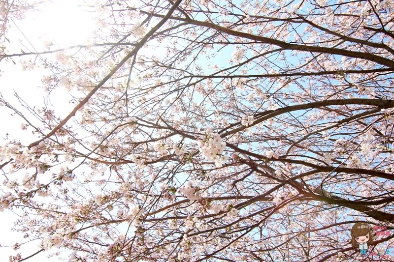 【釜山景點】甘川洞文化村-公車地圖交通路線,小王子彩繪壁畫村 @Alina 愛琳娜