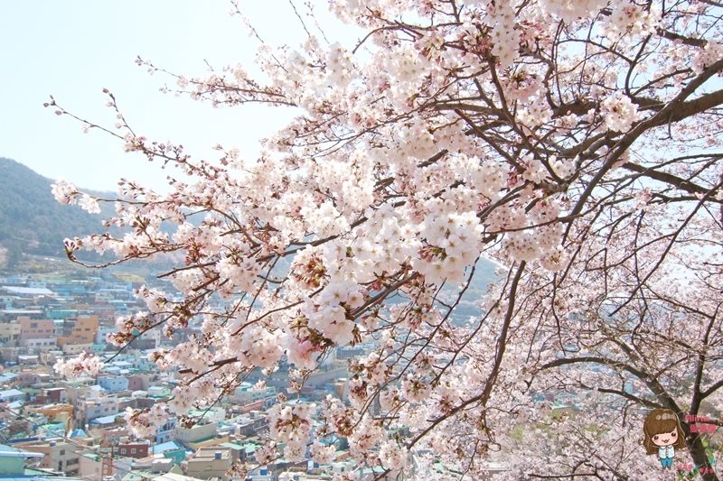 【釜山景點】甘川洞文化村-公車地圖交通路線,小王子彩繪壁畫村 @Alina 愛琳娜