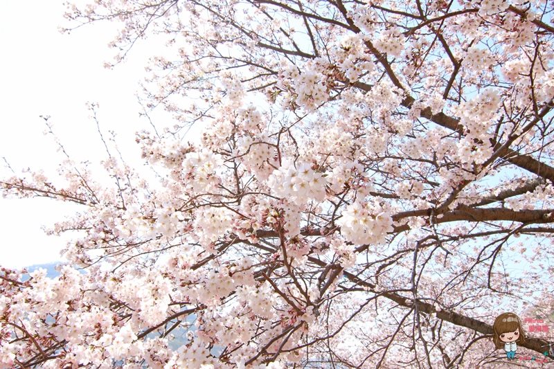 【釜山景點】甘川洞文化村-公車地圖交通路線,小王子彩繪壁畫村 @Alina 愛琳娜