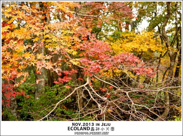 【濟州島景點】ECOLAND森林小火車生態公園-初冬賞楓必遊景點 @Alina 愛琳娜