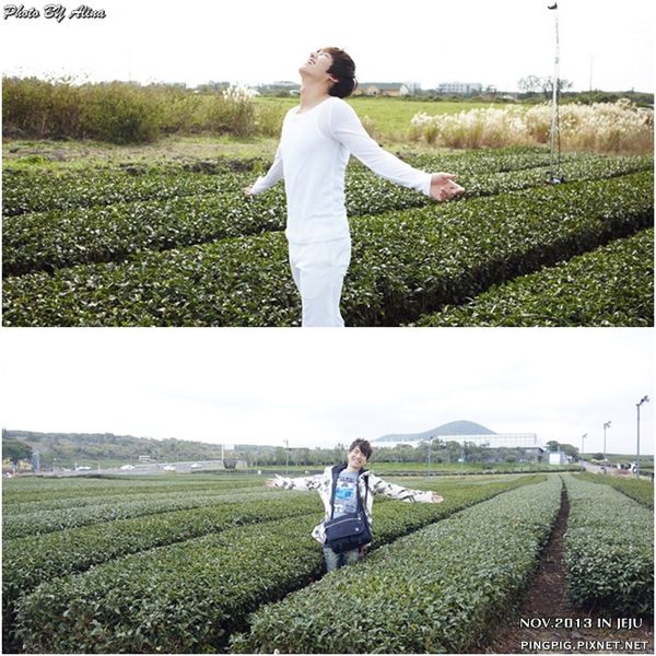 【濟州島景點】OSULLOC 雪綠茶博物館-李敏鎬潤娥innisfree廣告景點 @Alina 愛琳娜