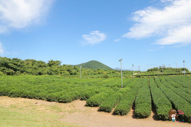 【濟州島美食】西歸浦 innisfree濟州小屋 綠茶火山蛋糕 火山泥肥皂手作DIY @Alina 愛琳娜 【濟州島美食】西歸浦 innisfree濟州小屋 綠茶火山蛋糕 火山泥肥皂手作DIY @Alina 愛琳娜
