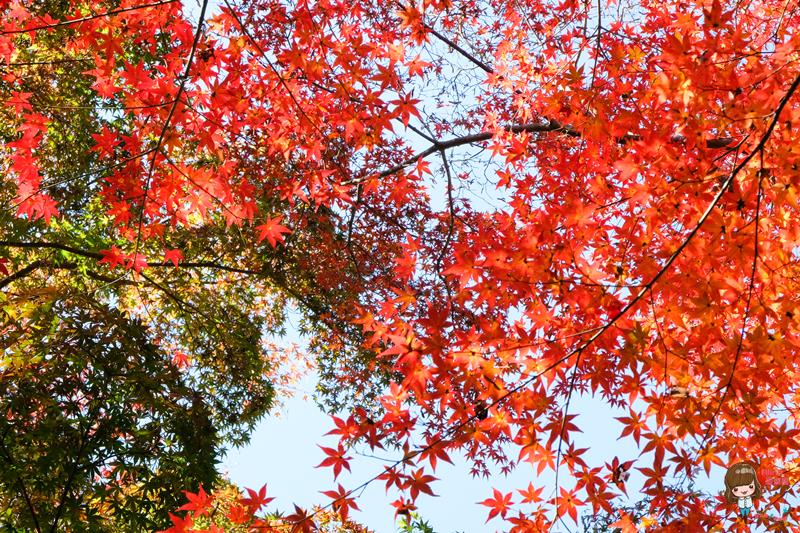 韓國內藏山國立公園楓葉｜一日遊交通推薦：瑰麗火紅楓葉美景 @Alina 愛琳娜