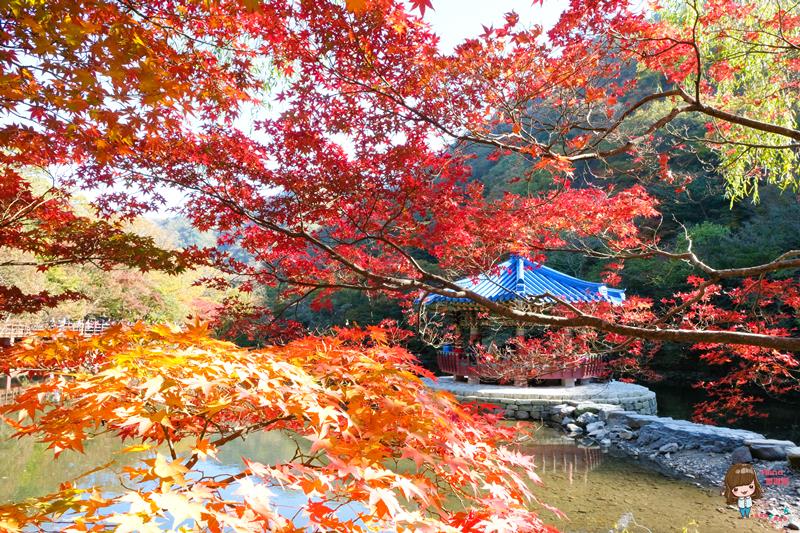 韓國內藏山國立公園楓葉｜一日遊交通推薦：瑰麗火紅楓葉美景 @Alina 愛琳娜