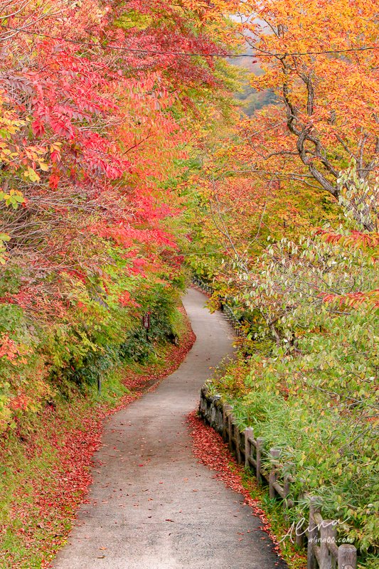 【日本景點】關東欐木-日光國立公園,楓葉瀑布名景:駒止之瀧 @Alina 愛琳娜