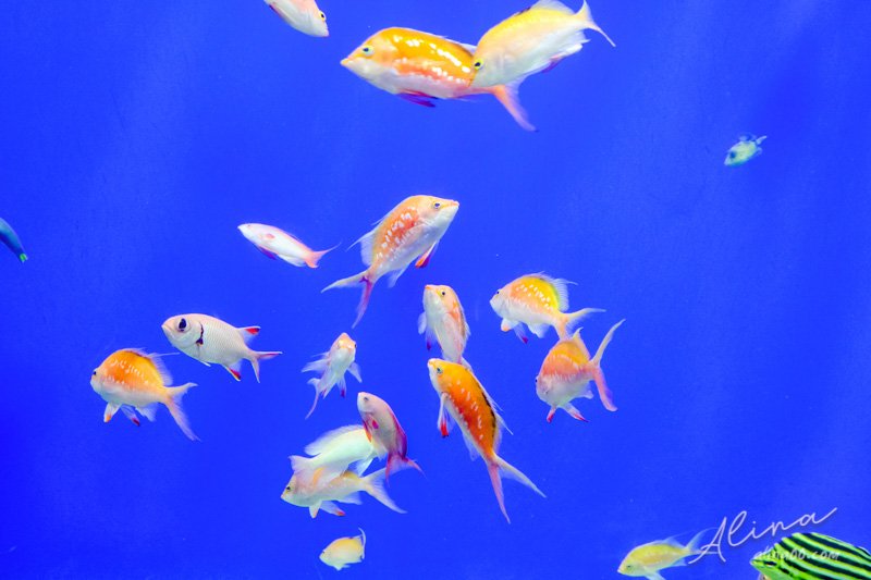 【大阪景點】大阪海遊館-可愛好玩的海洋水族館,海豹超療癒 @Alina 愛琳娜