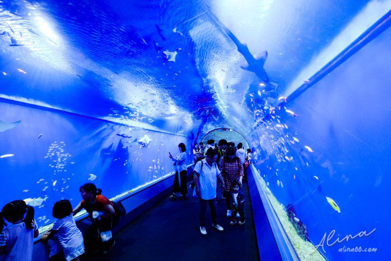 【大阪景點】大阪海遊館-可愛好玩的海洋水族館,海豹超療癒 @Alina 愛琳娜