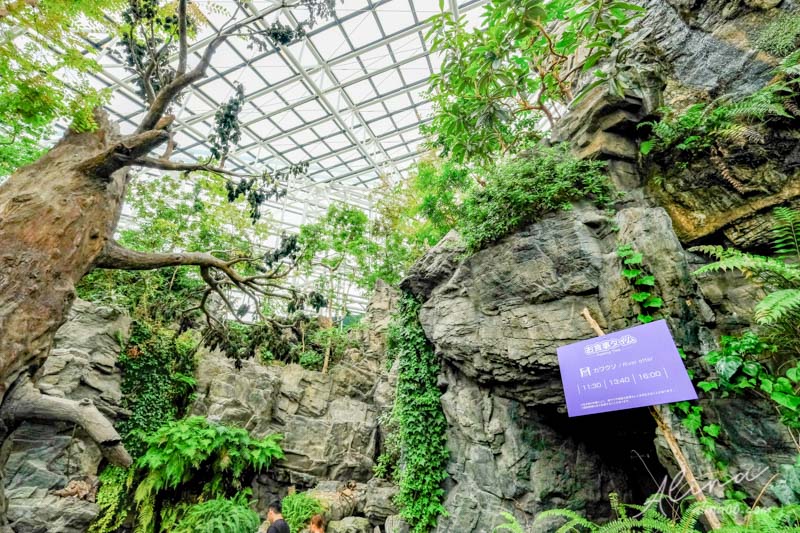 【大阪景點】大阪海遊館-可愛好玩的海洋水族館,海豹超療癒 @Alina 愛琳娜