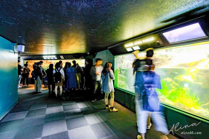 【大阪景點】大阪海遊館-可愛好玩的海洋水族館,海豹超療癒 @Alina 愛琳娜