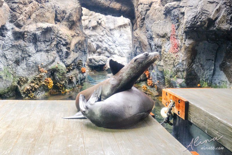 【大阪景點】大阪海遊館-可愛好玩的海洋水族館,海豹超療癒 @Alina 愛琳娜