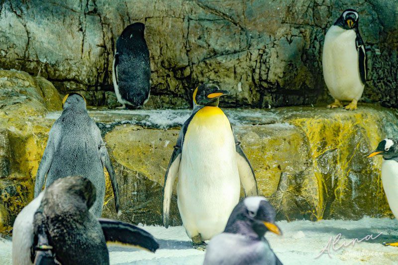 【大阪景點】大阪海遊館-可愛好玩的海洋水族館,海豹超療癒 @Alina 愛琳娜
