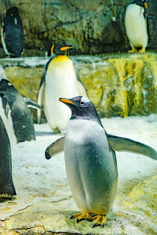 【大阪景點】大阪海遊館-可愛好玩的海洋水族館,海豹超療癒 @Alina 愛琳娜