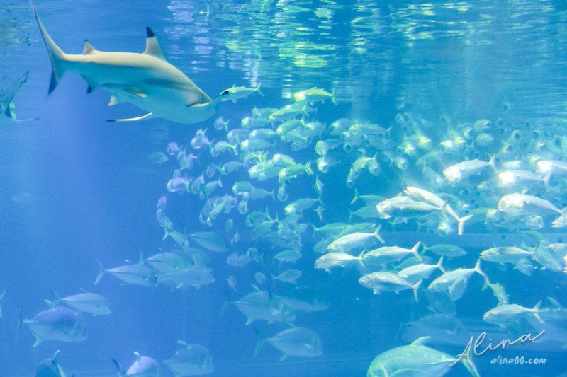 【大阪景點】大阪海遊館-可愛好玩的海洋水族館,海豹超療癒 @Alina 愛琳娜
