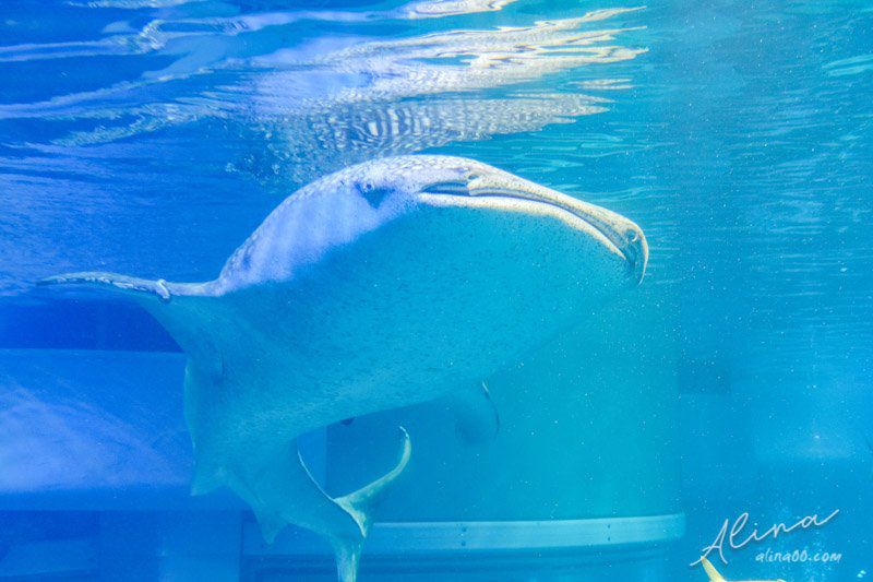 【大阪景點】大阪海遊館-可愛好玩的海洋水族館,海豹超療癒 @Alina 愛琳娜