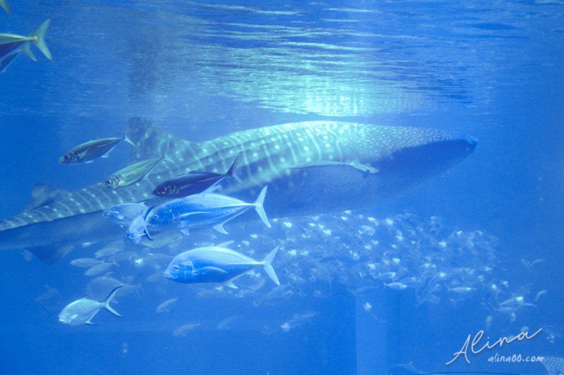 【大阪景點】大阪海遊館-可愛好玩的海洋水族館,海豹超療癒 @Alina 愛琳娜