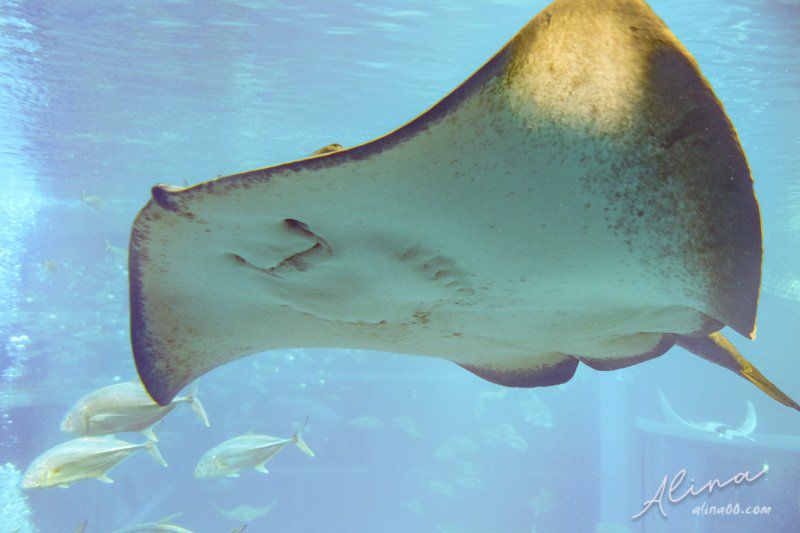 【大阪景點】大阪海遊館-可愛好玩的海洋水族館,海豹超療癒 @Alina 愛琳娜