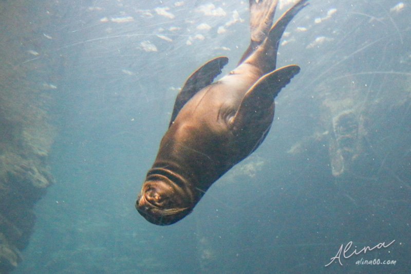 【大阪景點】大阪海遊館-可愛好玩的海洋水族館,海豹超療癒 @Alina 愛琳娜