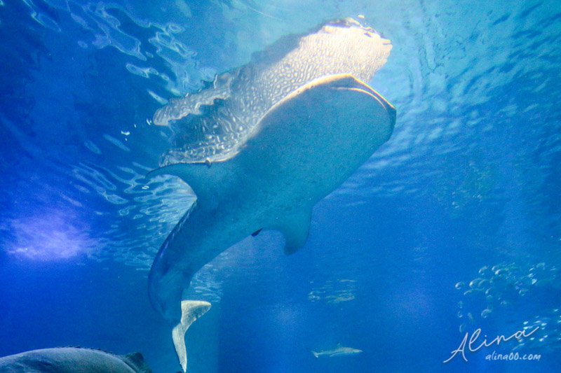 【大阪景點】大阪海遊館-可愛好玩的海洋水族館,海豹超療癒 @Alina 愛琳娜