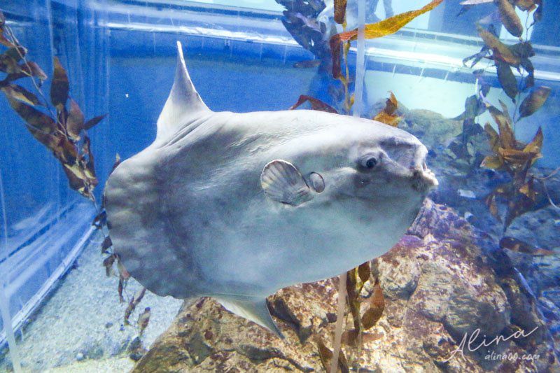 【大阪景點】大阪海遊館-可愛好玩的海洋水族館,海豹超療癒 @Alina 愛琳娜