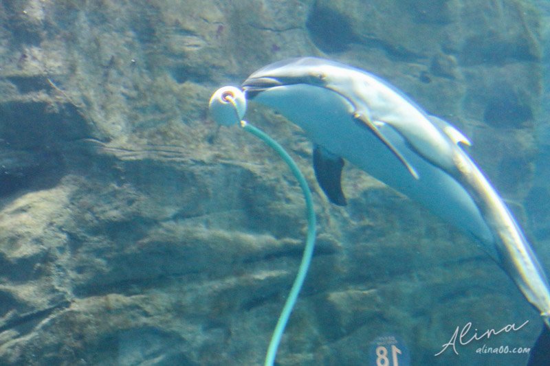 【大阪景點】大阪海遊館-可愛好玩的海洋水族館,海豹超療癒 @Alina 愛琳娜