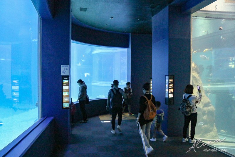 【大阪景點】大阪海遊館-可愛好玩的海洋水族館,海豹超療癒 @Alina 愛琳娜