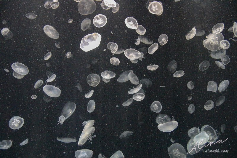 【大阪景點】大阪海遊館-可愛好玩的海洋水族館,海豹超療癒 @Alina 愛琳娜