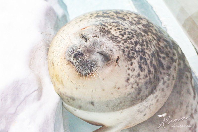 【大阪景點】大阪海遊館-可愛好玩的海洋水族館,海豹超療癒 @Alina 愛琳娜