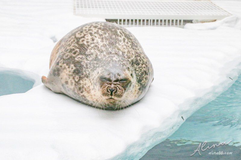 【大阪景點】大阪海遊館-可愛好玩的海洋水族館,海豹超療癒 @Alina 愛琳娜