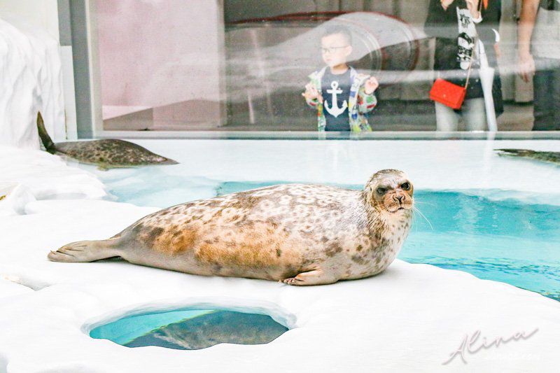 【大阪景點】大阪海遊館-可愛好玩的海洋水族館,海豹超療癒 @Alina 愛琳娜