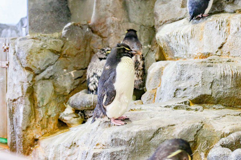 【大阪景點】大阪海遊館-可愛好玩的海洋水族館,海豹超療癒 @Alina 愛琳娜