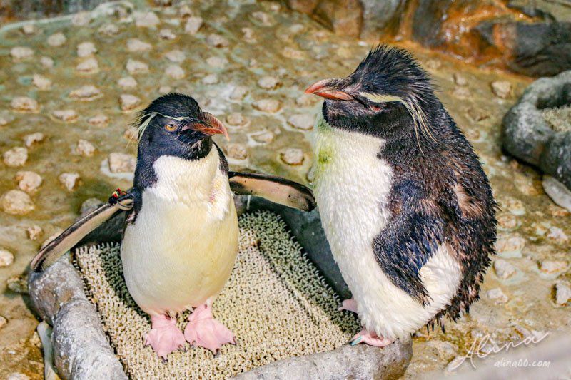 【大阪景點】大阪海遊館-可愛好玩的海洋水族館,海豹超療癒 @Alina 愛琳娜