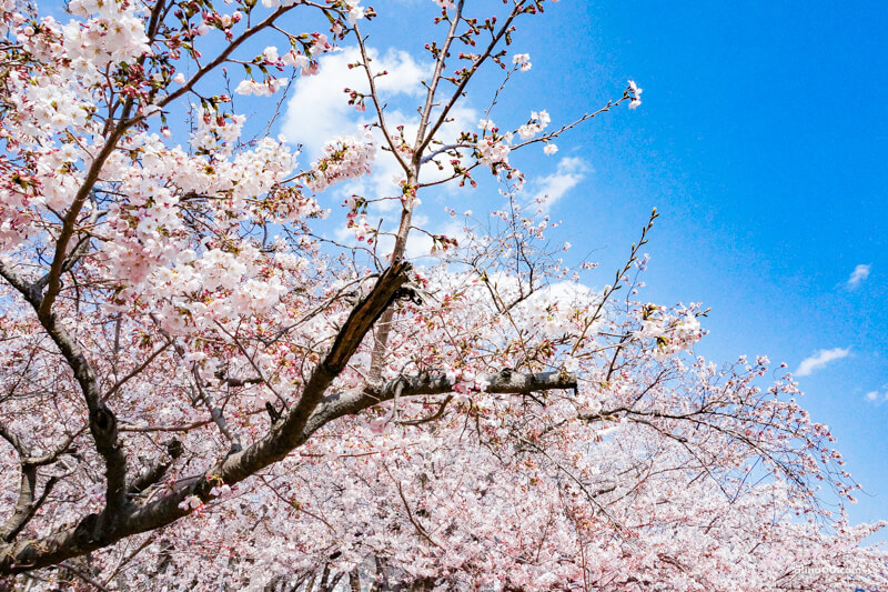 【釜山櫻花景點】韓國釜山賞櫻推薦,含鎮海慶州大邱櫻花景點 @Alina 愛琳娜 【釜山櫻花景點】韓國釜山賞櫻推薦,含鎮海慶州大邱櫻花景點 @Alina 愛琳娜