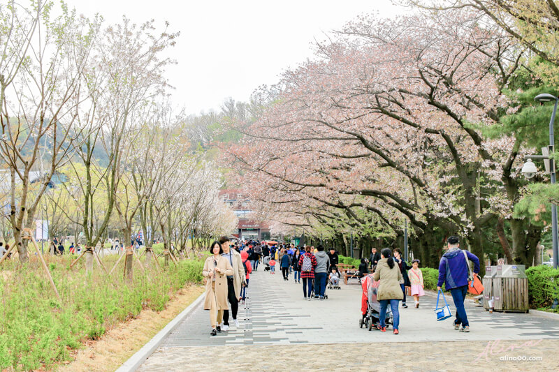 首爾大公園|首爾樂園+動物園適合親子遊玩,春天是櫻花景點 @Alina 愛琳娜 首爾大公園|首爾樂園+動物園適合親子遊玩,春天是櫻花景點 @Alina 愛琳娜