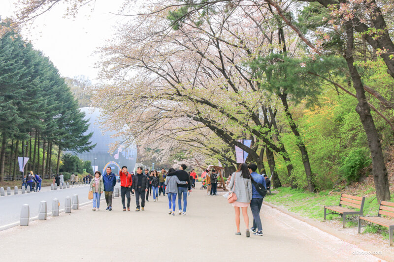 首爾大公園｜首爾樂園+動物園適合親子遊玩，春天是櫻花景點 @Alina 愛琳娜