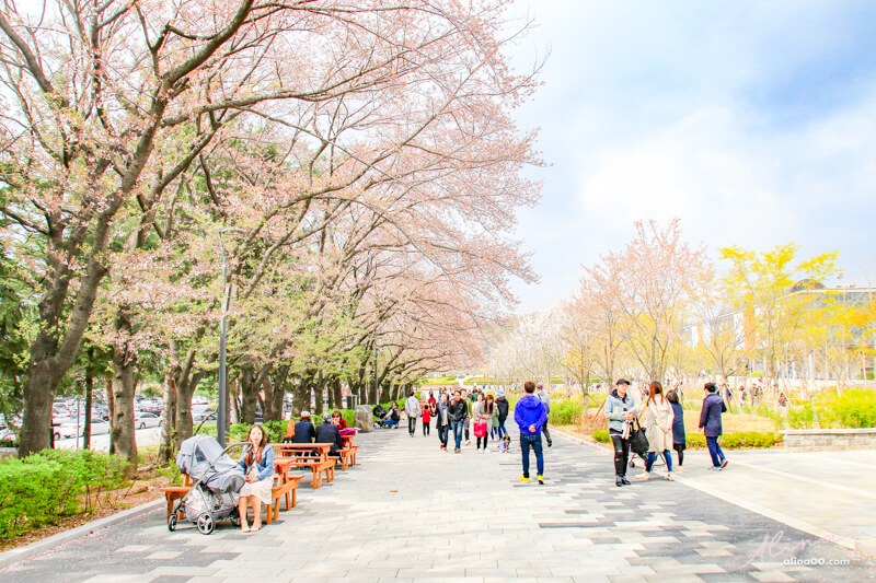 首爾大公園|首爾樂園+動物園適合親子遊玩,春天是櫻花景點 @Alina 愛琳娜 首爾大公園|首爾樂園+動物園適合親子遊玩,春天是櫻花景點 @Alina 愛琳娜
