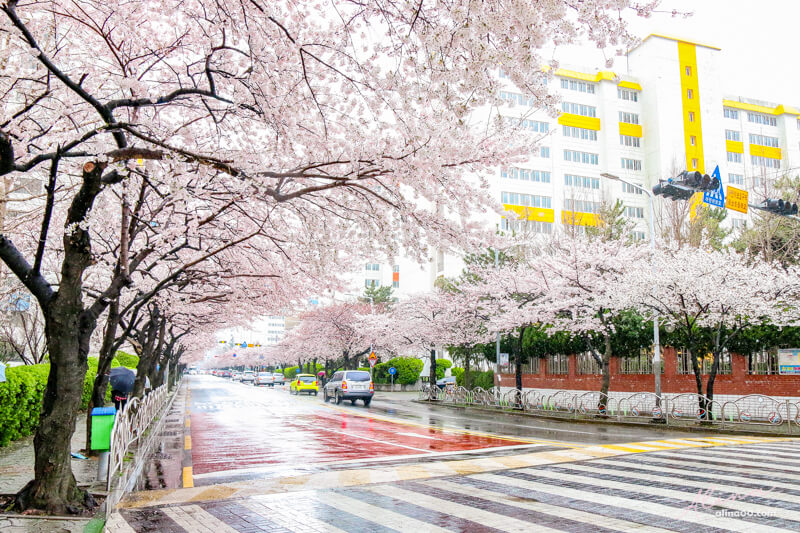 【釜山櫻花景點】韓國釜山賞櫻推薦,含鎮海慶州大邱櫻花景點 @Alina 愛琳娜 【釜山櫻花景點】韓國釜山賞櫻推薦,含鎮海慶州大邱櫻花景點 @Alina 愛琳娜