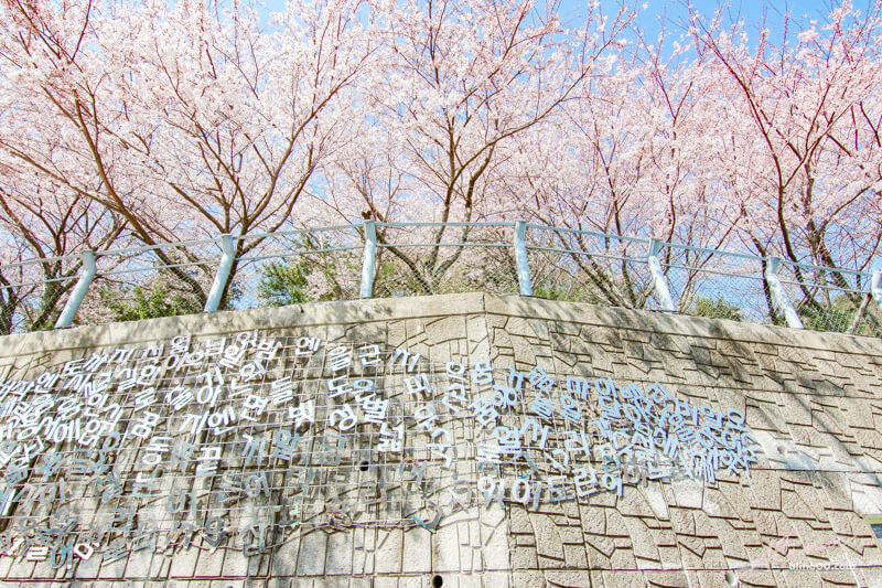 【釜山櫻花景點】韓國釜山賞櫻推薦,含鎮海慶州大邱櫻花景點 @Alina 愛琳娜 【釜山櫻花景點】韓國釜山賞櫻推薦,含鎮海慶州大邱櫻花景點 @Alina 愛琳娜