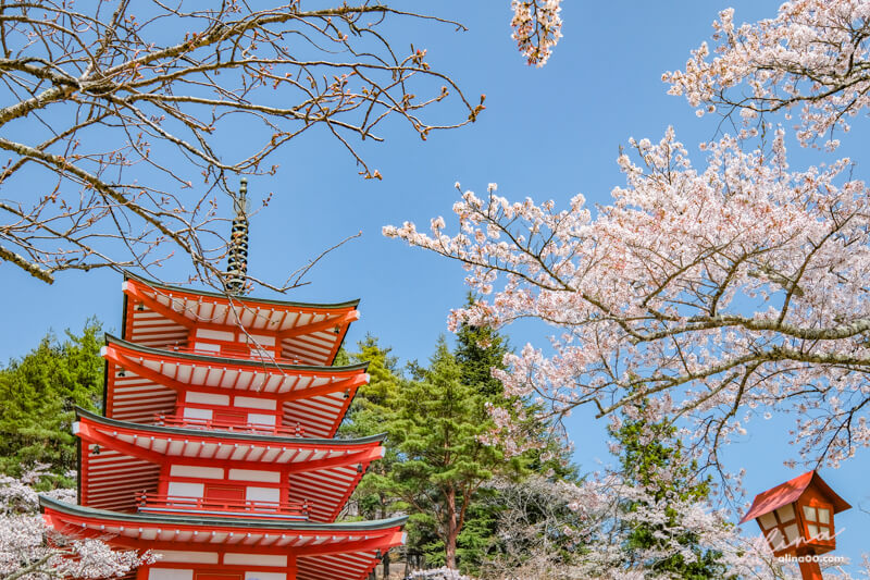 【日本景點】新倉富士淺間神社｜富士山櫻花交通、新倉山淺間公園 @Alina 愛琳娜