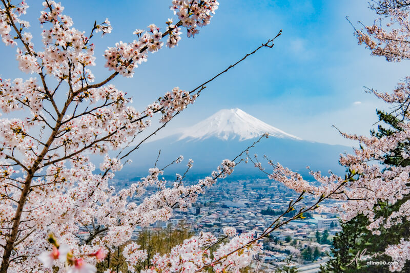 【日本景點】新倉富士淺間神社｜富士山櫻花交通、新倉山淺間公園 @Alina 愛琳娜