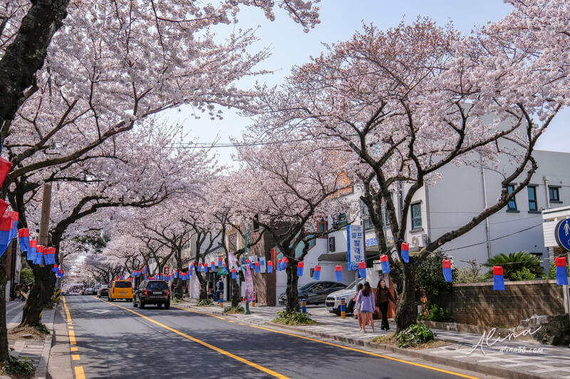 【濟州島櫻花景點】典農路-櫻花節慶典櫻花道路,櫻花滿開的浪漫 @Alina 愛琳娜 【濟州島櫻花景點】典農路-櫻花節慶典櫻花道路,櫻花滿開的浪漫 @Alina 愛琳娜