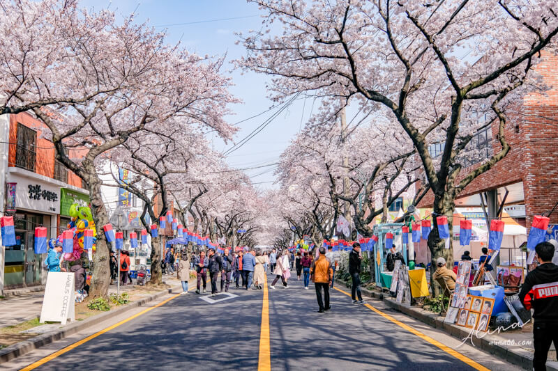 【濟州島櫻花景點】典農路-櫻花節慶典櫻花道路,櫻花滿開的浪漫 @Alina 愛琳娜 【濟州島櫻花景點】典農路-櫻花節慶典櫻花道路,櫻花滿開的浪漫 @Alina 愛琳娜