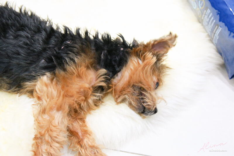 【狗飼料】寶多福健康犬餐熟齡小型犬,寵物食品推薦 @Alina 愛琳娜 【狗飼料】寶多福健康犬餐熟齡小型犬,寵物食品推薦 @Alina 愛琳娜