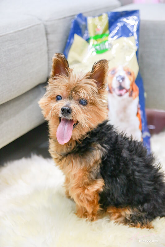 【狗飼料】寶多福健康犬餐熟齡小型犬，寵物食品推薦 @Alina 愛琳娜