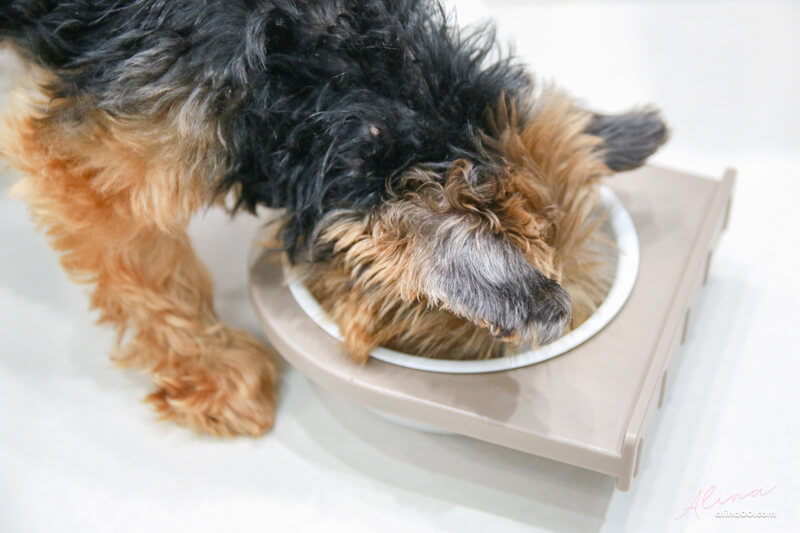 【狗飼料】寶多福健康犬餐熟齡小型犬,寵物食品推薦 @Alina 愛琳娜 【狗飼料】寶多福健康犬餐熟齡小型犬,寵物食品推薦 @Alina 愛琳娜